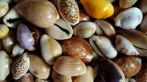 Conchiglia di ciprea storicamente usata come denaro